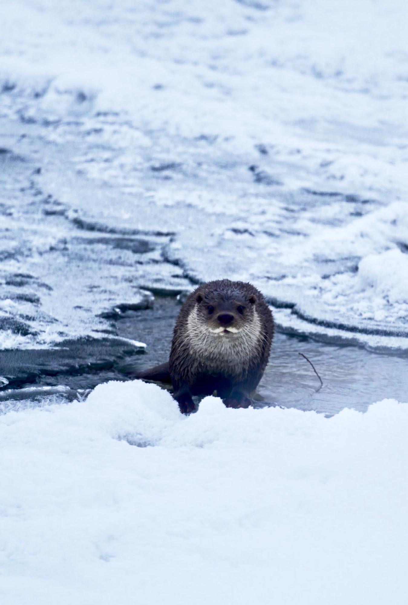 Buzların arasında çıktı, şaşkına çevirdi İki kentte görüldü