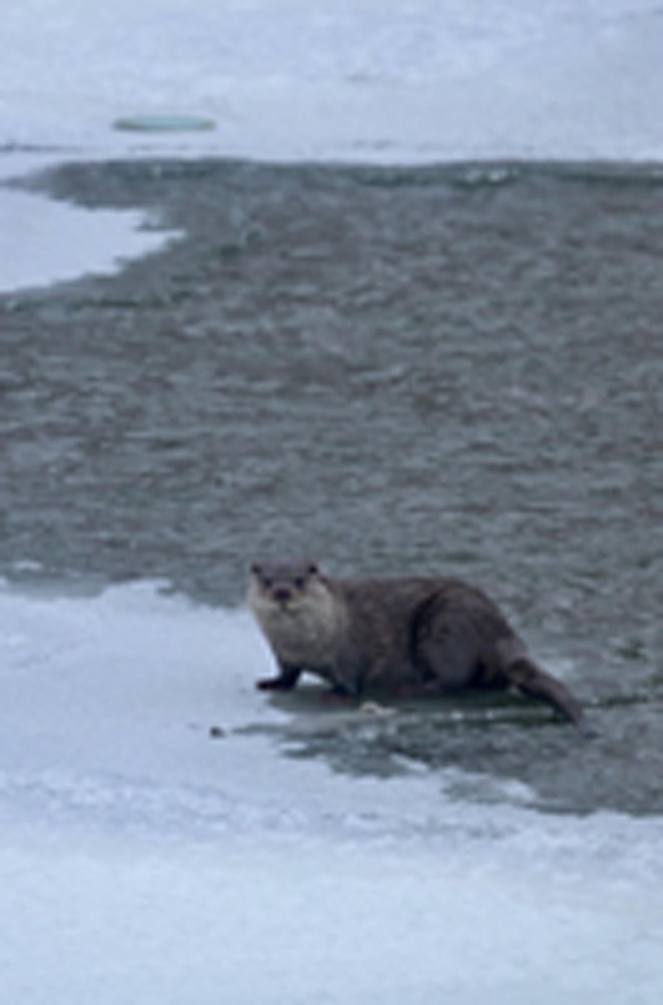 AVLANIRKEN GÖRÜNTÜLENDİLER