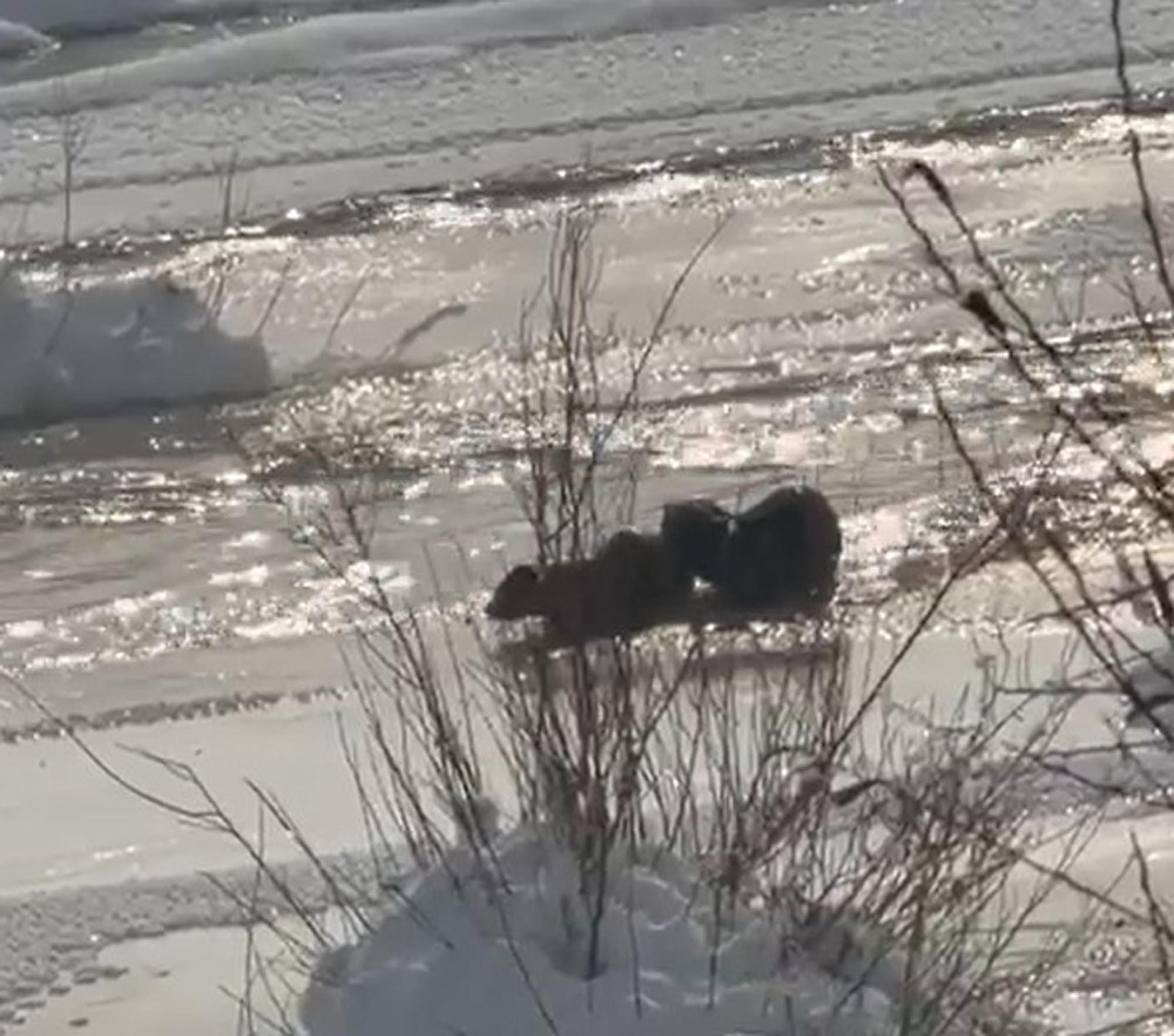 Buzların arasında çıktı, şaşkına çevirdi İki kentte görüldü