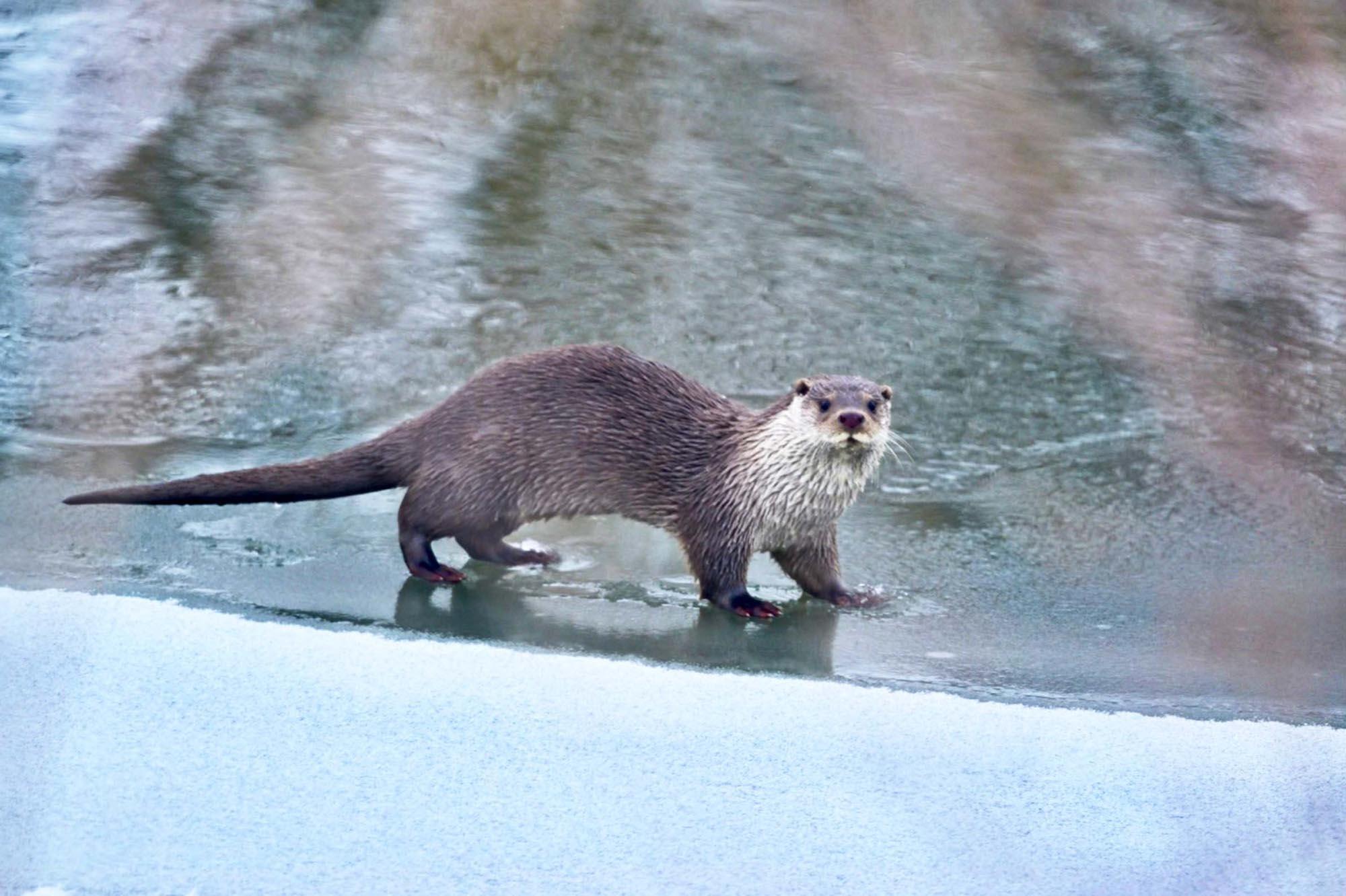 Buzların arasında çıktı, şaşkına çevirdi İki kentte görüldü