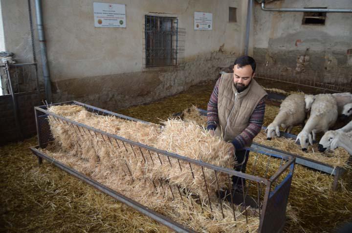 İngiltere’yi bıraktı, köyüne dönüp aile mesleğine başladı: Hiçbir iş benim bu sevdamı gidermedi İngiltere’yi bıraktı, köyüne dönüp aile mesleğine başladı: Hiçbir iş benim bu sevdamı gidermedi