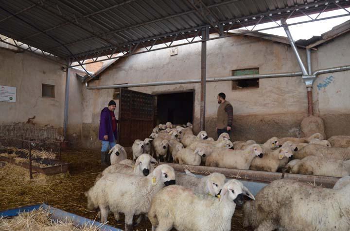 30 YIL DAĞLARDA KOYUN OTLATTIM 30 YIL DAĞLARDA KOYUN OTLATTIM