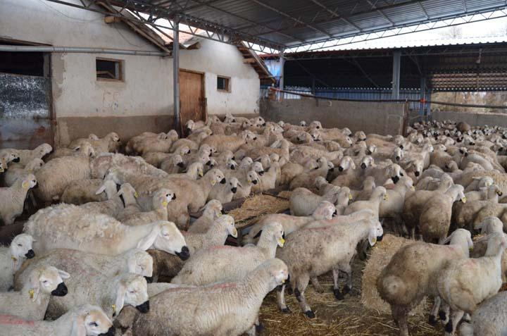 İNGİLTEREDEN DÖNÜP, AİLE MESLEĞİNE BAŞLADI İNGİLTEREDEN DÖNÜP, AİLE MESLEĞİNE BAŞLADI