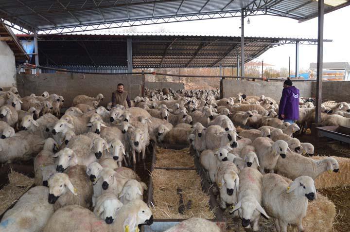 İngiltere’yi bıraktı, köyüne dönüp aile mesleğine başladı: Hiçbir iş benim bu sevdamı gidermedi İngiltere’yi bıraktı, köyüne dönüp aile mesleğine başladı: Hiçbir iş benim bu sevdamı gidermedi