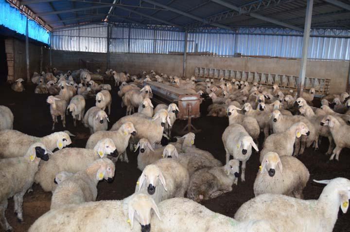 İngiltere’yi bıraktı, köyüne dönüp aile mesleğine başladı: Hiçbir iş benim bu sevdamı gidermedi İngiltere’yi bıraktı, köyüne dönüp aile mesleğine başladı: Hiçbir iş benim bu sevdamı gidermedi