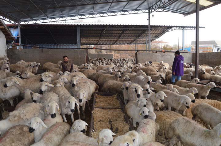 İngiltere’yi bıraktı, köyüne dönüp aile mesleğine başladı: Hiçbir iş benim bu sevdamı gidermedi İngiltere’yi bıraktı, köyüne dönüp aile mesleğine başladı: Hiçbir iş benim bu sevdamı gidermedi
