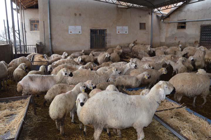 İngiltere’yi bıraktı, köyüne dönüp aile mesleğine başladı: Hiçbir iş benim bu sevdamı gidermedi İngiltere’yi bıraktı, köyüne dönüp aile mesleğine başladı: Hiçbir iş benim bu sevdamı gidermedi