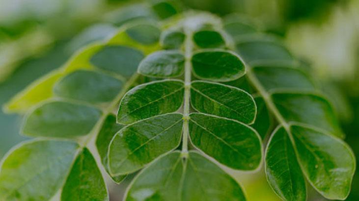 Çillerini yok etmek isteyenlere müjde İbn-i Sinadan lazere meydan okuyan asırlık reçete