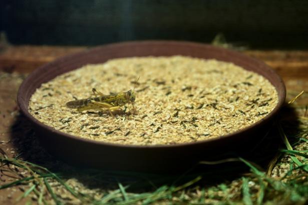 Antalyada sıra dışı bir çiftlik: İçeride milyonlarca Madagaskar besleniyor