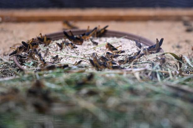 Antalyada sıra dışı bir çiftlik: İçeride milyonlarca Madagaskar besleniyor