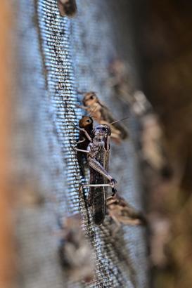 Antalyada sıra dışı bir çiftlik: İçeride milyonlarca Madagaskar besleniyor