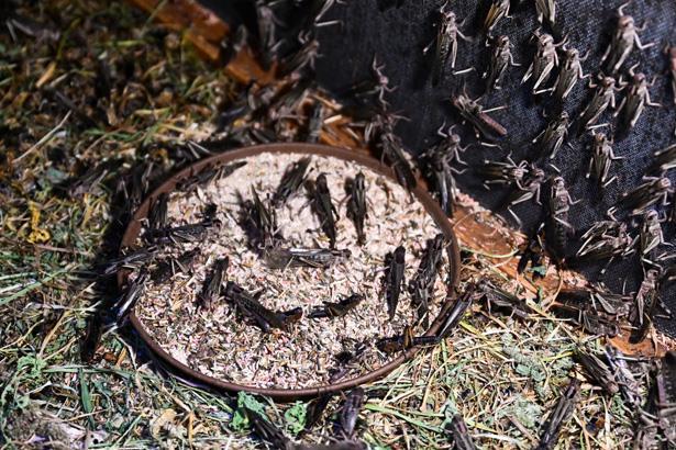 Antalyada sıra dışı bir çiftlik: İçeride milyonlarca Madagaskar besleniyor