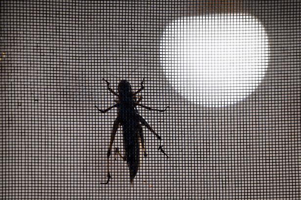 ÜNİVERSİTELER İÇİN BÖCEK YETİŞTİRİYOR