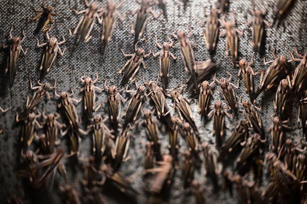 Antalyada sıra dışı bir çiftlik: İçeride milyonlarca Madagaskar besleniyor