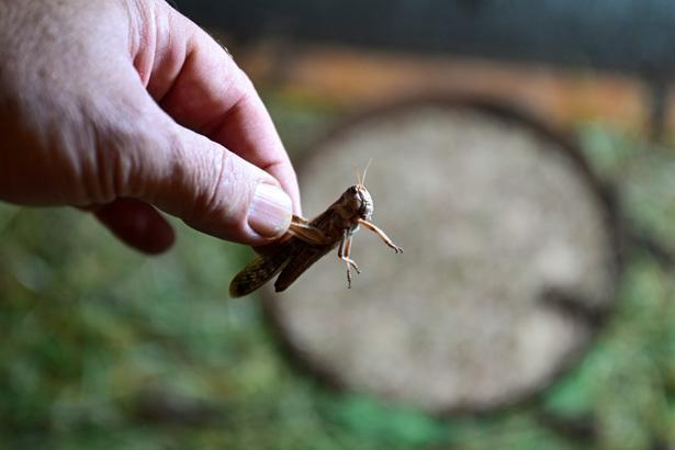 Antalyada sıra dışı bir çiftlik: İçeride milyonlarca Madagaskar besleniyor