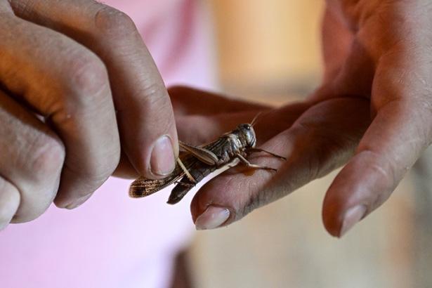 Antalyada sıra dışı bir çiftlik: İçeride milyonlarca Madagaskar besleniyor