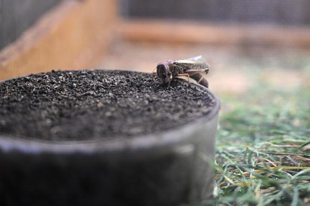 Antalyada sıra dışı bir çiftlik: İçeride milyonlarca Madagaskar besleniyor