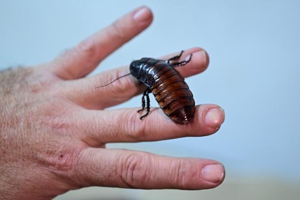 Antalyada sıra dışı bir çiftlik: İçeride milyonlarca Madagaskar besleniyor