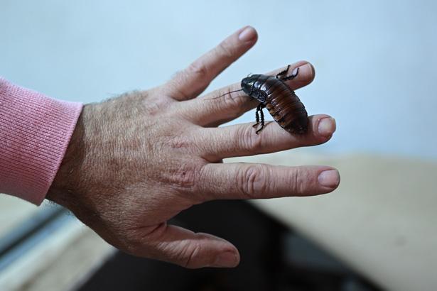 Antalyada sıra dışı bir çiftlik: İçeride milyonlarca Madagaskar besleniyor