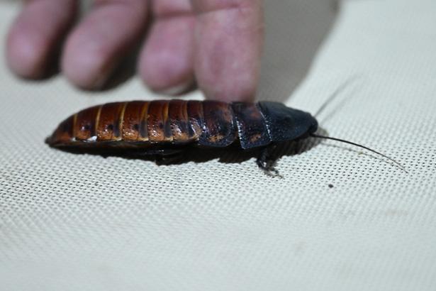 Antalyada sıra dışı bir çiftlik: İçeride milyonlarca Madagaskar besleniyor