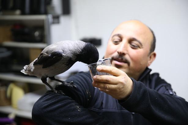 Karganın dönüşümü Doğayı terk etti: Çırak gibi yanımda dolaşıyor