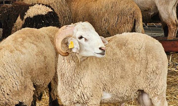 KURBAN BAYRAMI NE ZAMAN