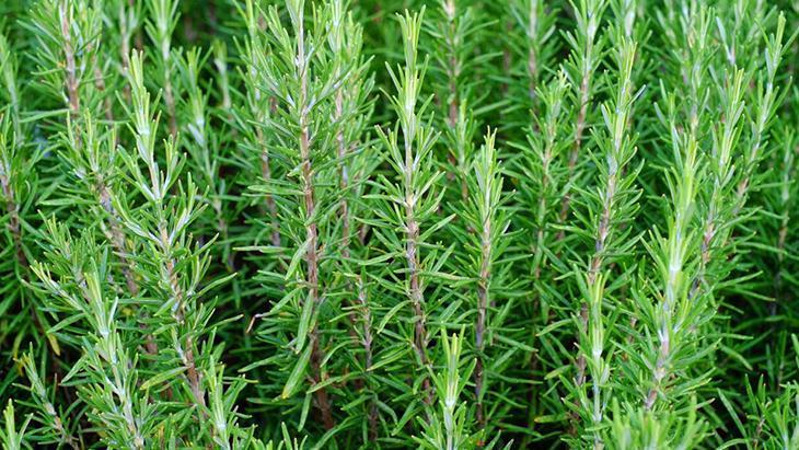 Biberiyeyi kışın böyle koruyun Bunları yapmayan bitkisini kaybediyor