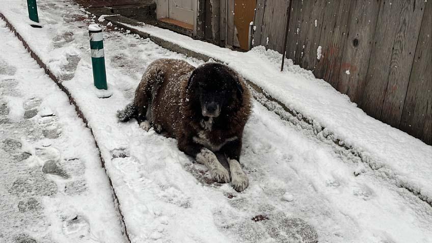 Kar yağışı 15 gündür devam ediyor Hayat durdu, yollar kapandı