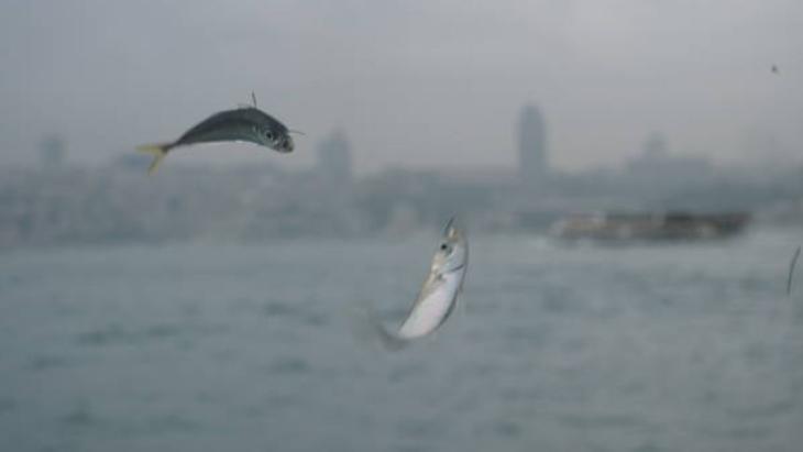 Sisli havada oltaya vuruyor Kovaları alan boğaza koştu: Aynı balık peş peşe geliyor