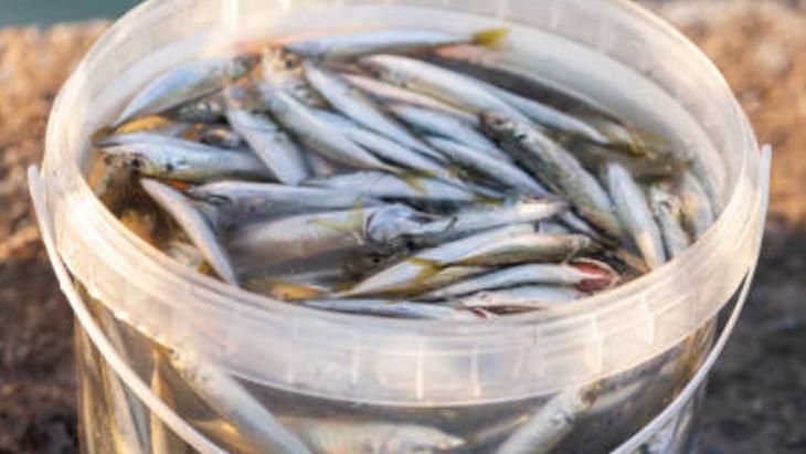 ‘BALIĞA SORMAK LAZIM’