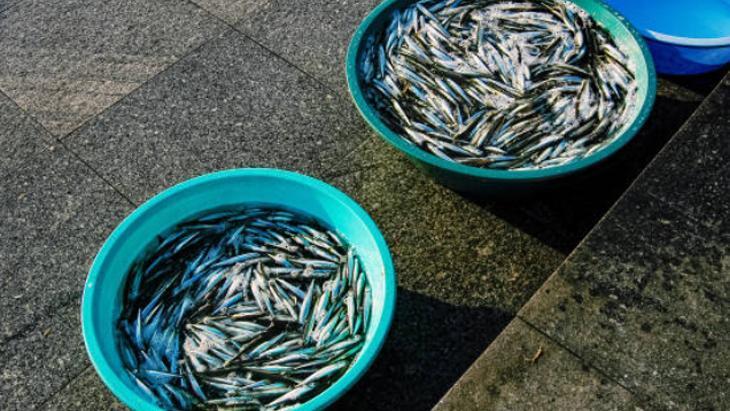 ‘SİS VARSA DENİZDE BALIK VAR’