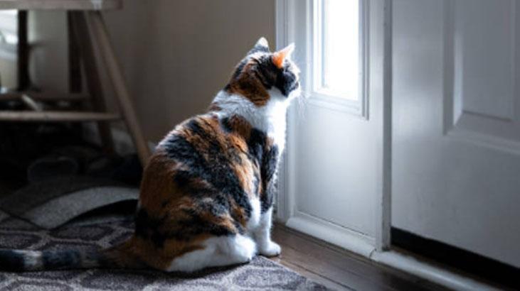 Ne ilgi ne inat... İşte kedilerin gece kapıyı tırmalamasının nedeni
