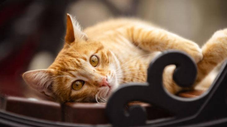 Ne ilgi ne inat... İşte kedilerin gece kapıyı tırmalamasının nedeni