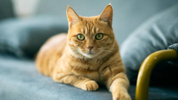 Ne ilgi ne inat... İşte kedilerin gece kapıyı tırmalamasının nedeni