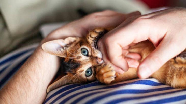 Peki kediler neden bu kadar çok gerinir