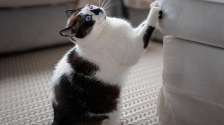 Ne ilgi ne inat... İşte kedilerin gece kapıyı tırmalamasının nedeni