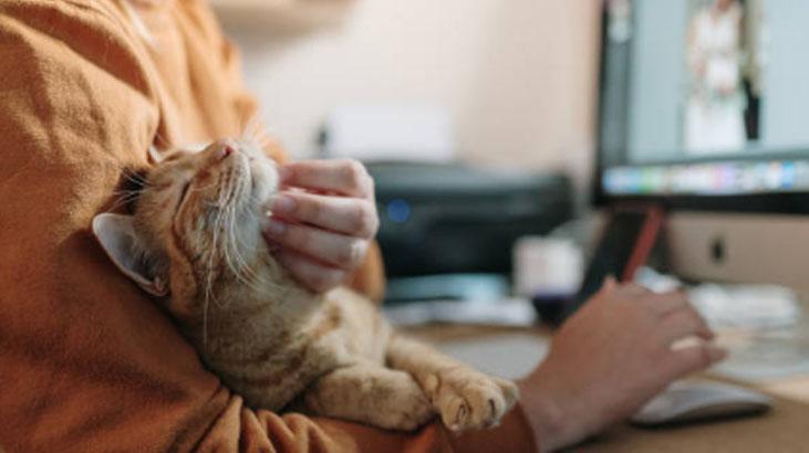 Ne ilgi ne inat... İşte kedilerin gece kapıyı tırmalamasının nedeni