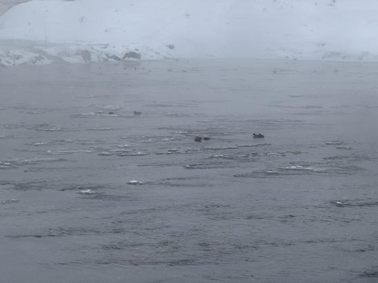 Türkiyenin buzdan kenti Aydınlatma direkleri dahi dondu