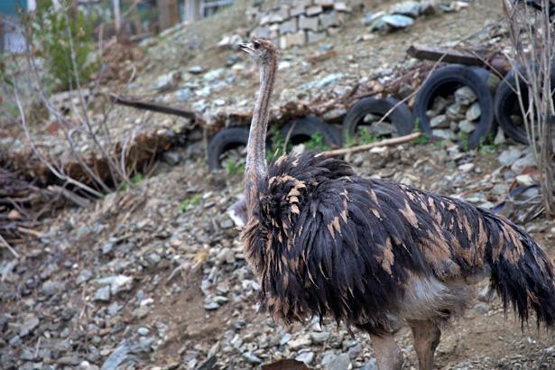 Bir tanesi ayda 16 yumurta veriyor Tanesi 500 lira: Bebek gibi bakıyorum