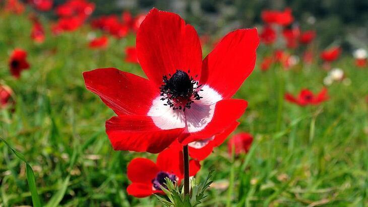 İLK CEMRE NE ZAMAN DÜŞECEK