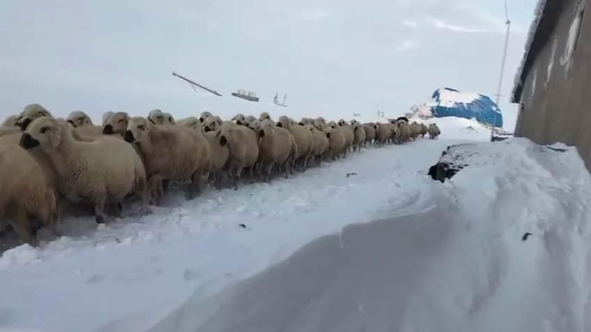 Kar kalınlığı 4 metreyi aştı Gözlerine inanamadı: Kulübelerimiz ve araçlarımız kar altında