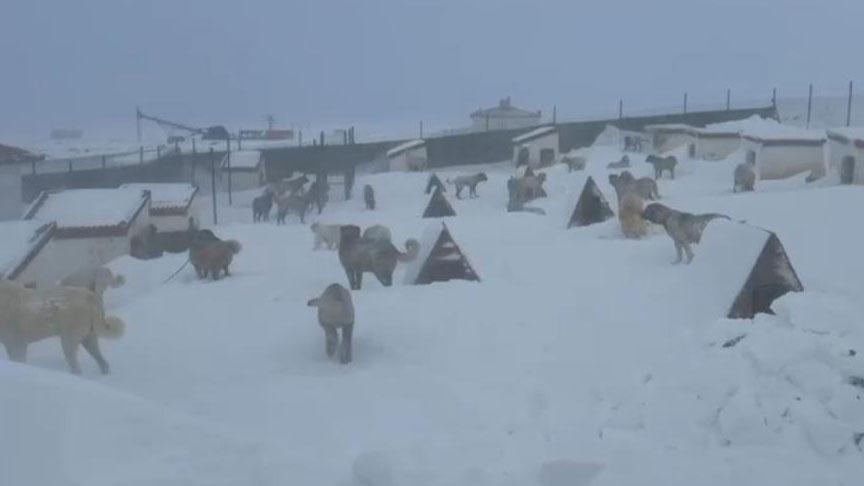 Kar kalınlığı 4 metreyi aştı Gözlerine inanamadı: Kulübelerimiz ve araçlarımız kar altında