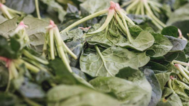 Kir, kum, çamur fark etmiyor Tek yıkamada ıspanağı tertemiz yapan yöntem