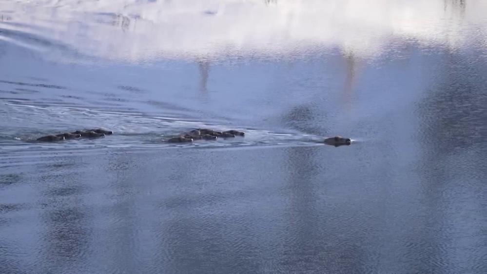 -20de ayak izlerini takip etti, gördükleri şaşkına çevirdi Hem karada hem suda