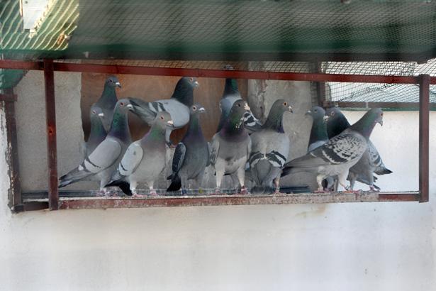 Bulup getiren sorgulanmayacak, ödülünü alacak: Değeri çok büyük