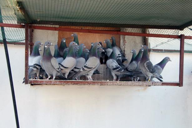 Bulup getiren sorgulanmayacak, ödülünü alacak: Değeri çok büyük