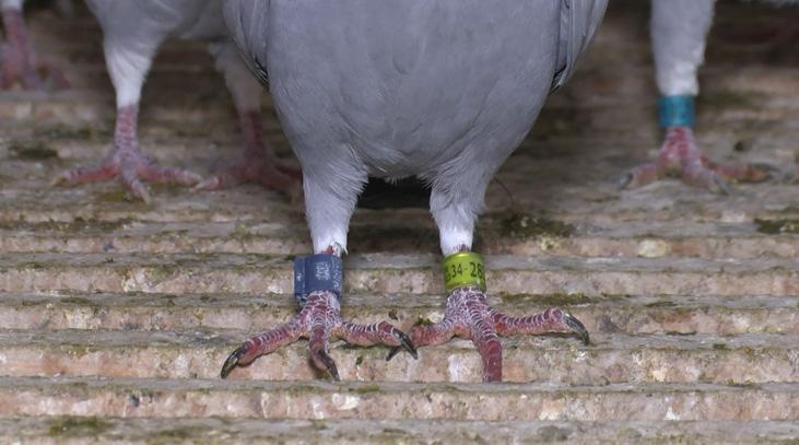 Bulup getiren sorgulanmayacak, ödülünü alacak: Değeri çok büyük