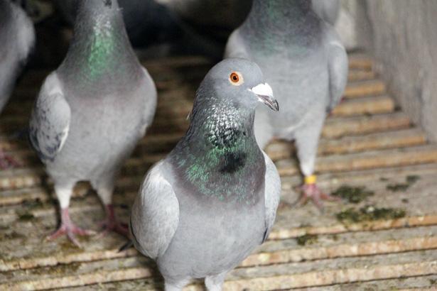 ‘PAHA BİÇİLEMEZ BİR MANEVİ DEĞERİ VAR’