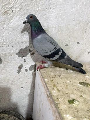 Bulup getiren sorgulanmayacak, ödülünü alacak: Değeri çok büyük