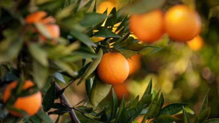Yetiştirmek için balkona bahçeye gerek yok Tane tane meyve veriyor